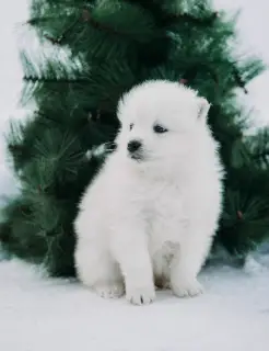 Photo №3. Elite Samoyedics. Fédération de Russie