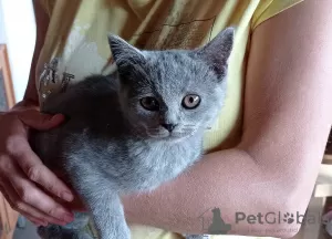 Photos supplémentaires: Les chatons British Shorthair