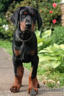 Photo №1. dobermann - à vendre en ville de Inwil | 250€ | Annonce №129271