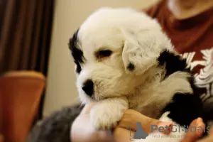 Photos supplémentaires: Les chiots Old English Sheepdog