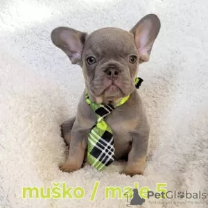 Photos supplémentaires: Chiot bouledogue français, exotique