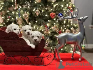 Photo №2 de l'annonce № 32944 de la vente bichon à poil frisé - acheter à USA 