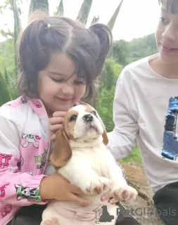 Photos supplémentaires: Les chiots Beagle recherchent