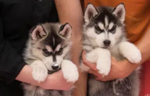 Photos supplémentaires: Chiots pur-sang Husky sibérien