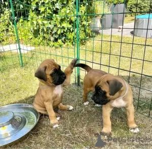 Photo №1. boxer - à vendre en ville de Mainz-Bingen | 159€ | Annonce №129612