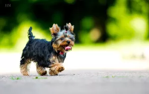 Photo №4. Je vais vendre yorkshire terrier en ville de Jytomyr. éleveur - prix - 534€