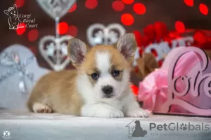 Photos supplémentaires: A vendre très beau chiot corgi gallois pembroke