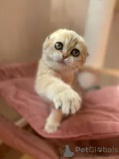 Photo №1. scottish fold - à vendre en ville de Nizhny Novgorod | 445€ | Annonce № 18315