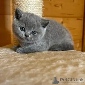 Photo №1. british shorthair - à vendre en ville de Bergen op Zoom | 350€ | Annonce № 58267