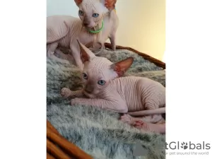 Photo №1. sphynx - à vendre en ville de Berlin | Gratuit | Annonce № 126811