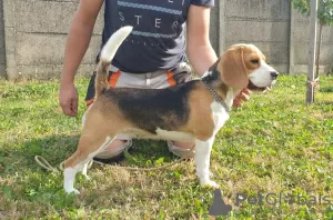 Photos supplémentaires: Beagle femelle à vendre