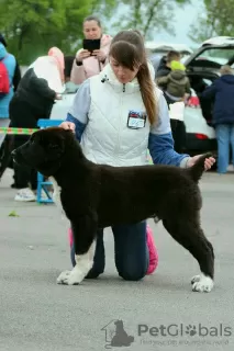 Photos supplémentaires: Chien de berger d'Asie centrale / SAO / Alabai