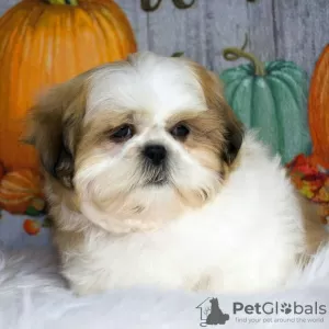 Photo №2 de l'annonce № 99459 de la vente shih tzu - acheter à Allemagne annonce privée, de la fourrière, de l'abri