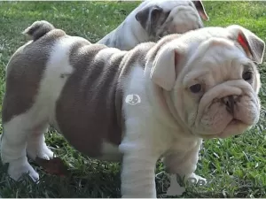 Photo №1. bulldog anglais - à vendre en ville de Dubai | 852€ | Annonce №78762