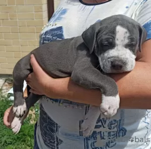 Photo №1. american bully - à vendre en ville de Novorossiisk | négocié | Annonce №55297