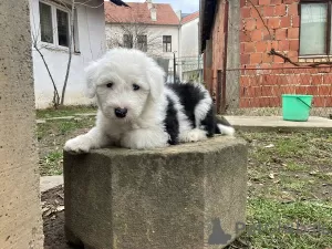 Photo №1. bobtail - à vendre en ville de Kuršumlija | 600€ | Annonce №91906