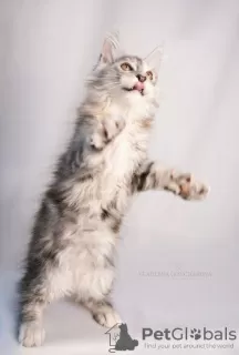 Photo №2 de l'annonce № 76773 de la vente maine coon - acheter à Kazakhstan de la fourrière