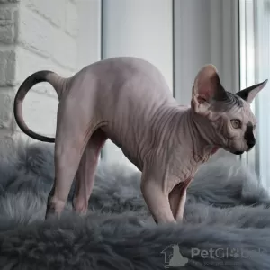 Photo №4. Je vais vendre sphynx en ville de Simferopol. de la fourrière - prix - 423€