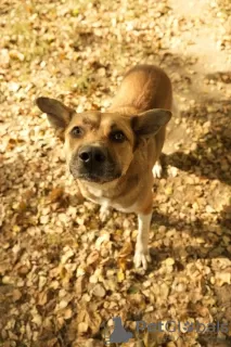 Photos supplémentaires: Le sympathique chien de compagnie Tengri est à la recherche d'un foyer !