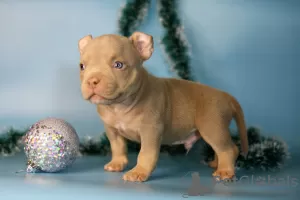 Photos supplémentaires: Chiots bully américain