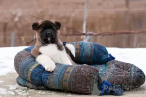 Photos supplémentaires: Chiot Akita américain