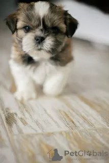 Photo №1. shih tzu - à vendre en ville de Kiev | négocié | Annonce №9859