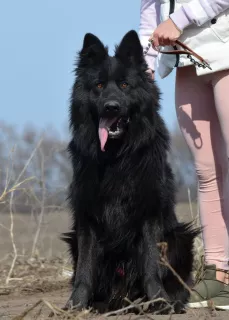 Photos supplémentaires: chiots berger allemand à poil long garçons et filles KSU / FCI, 33 jours, livre