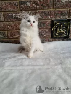 Photo №1. ragdoll - à vendre en ville de Сквира | 360€ | Annonce № 31710