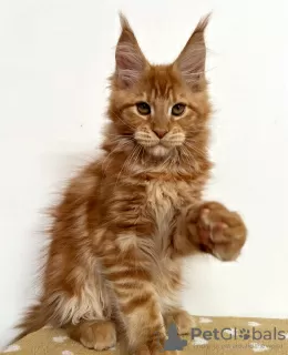 Photo №2 de l'annonce № 104564 de la vente maine coon - acheter à Allemagne éleveur