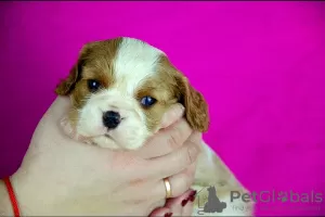 Photo №1. cavalier king charles spaniel - à vendre en ville de Jytomyr | 1200€ | Annonce №58528