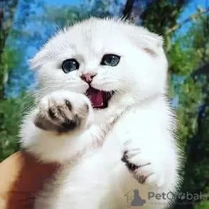 Photo №1. scottish fold - à vendre en ville de Chisinau | 500€ | Annonce № 46624