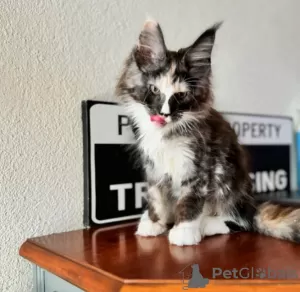 Photo №3. De mignons et adorables chatons Maine coon en bonne santé sont maintenant. Suisse