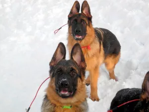 Photos supplémentaires: Superbes chiots du berger allemand, des parents en bonne santé des champions.