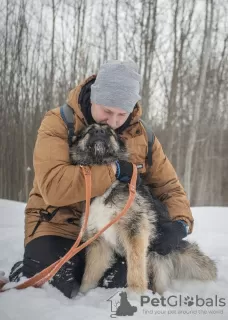 Photo №3. Rosie est une coquette douce et charmante à la recherche d'un foyer.. Fédération de Russie