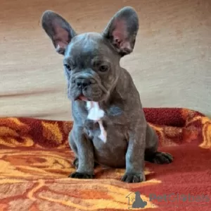 Photo №1. bouledogue - à vendre en ville de Belgrade | négocié | Annonce №95350