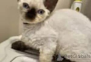 Photo №2 de l'annonce № 126795 de la vente devon rex - acheter à Allemagne annonce privée