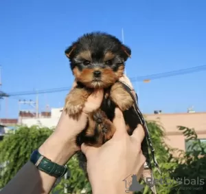 Photo №3. Chiots Yorkies. USA