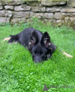 Photos supplémentaires: BERGER ALLEMAND (VIEUX ALLEMAND)