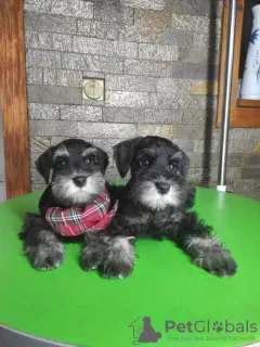 Photo №2 de l'annonce № 68768 de la vente schnauzer miniature - acheter à Serbie éleveur