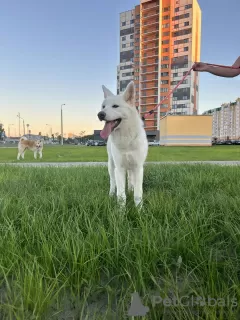 Photos supplémentaires: Chiots Akita Inu