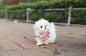 Photo №3. Les chiots maltais Teacup ont besoin dune nouvelle famille. USA