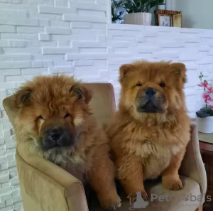 Photo №3. Chiots Chow-Chow. Serbie