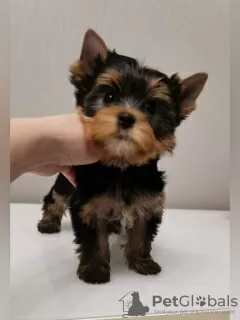 Photo №1. yorkshire terrier - à vendre en ville de Ufa | 553€ | Annonce №10181