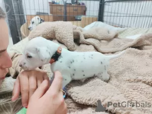 Photos supplémentaires: Superbes chiots Dalmatien taches noires ou hépatiques