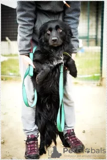 Photo №3. mignon petit chien basti à la recherche de bonnes mains. Fédération de Russie