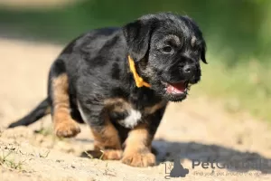 Photos supplémentaires: chiots border terrier