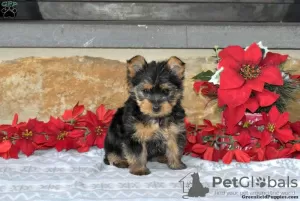 Photo №1. yorkshire terrier - à vendre en ville de Hannover | 540€ | Annonce №63838