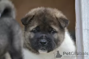 Photos supplémentaires: Akita américain