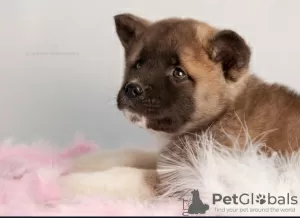 Photos supplémentaires: La pépinière d'élevage propose des chiots de différentes races