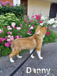 Photo №4. Je vais vendre shetland (chien) en ville de Kohtla-Järve. de la fourrière - prix - négocié